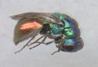 8-13 JewelWasp-photo3